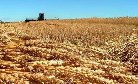 ФАО прогнозирует рекордный урожай зерновых в мире - agroexpert.md