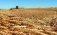 ФАО прогнозирует рекордный урожай зерновых в мире - agroexpert.md