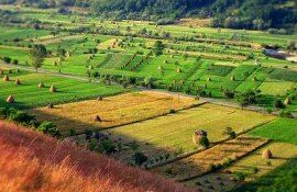 Законодатели ЕС начали разделять процесс редактирования генов (NGT) от ГМО - agroexpert.md