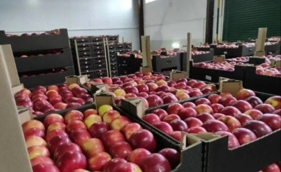 На зиму и весну в Молдове есть много яблок - agroexpert.md