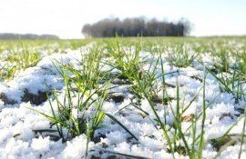 Питание озимых фосфором и калием способствует их удачной перезимовке - agroexpert.md