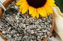 Iurie Rija: Prețul înalt la floarea soarelui nu se va menține pe termen lung