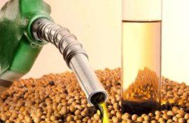 Мировой спрос на рапсовое масло растет на фоне привлекательных цен - agroexpert.md