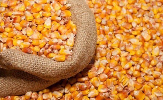 Украинские цены на кукурузу по некоторым экспортным направлениям - agroexpert.md