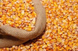 Украинские цены на кукурузу по некоторым экспортным направлениям - agroexpert.md