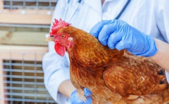 ANSA gripa aviară - agroexpert.md