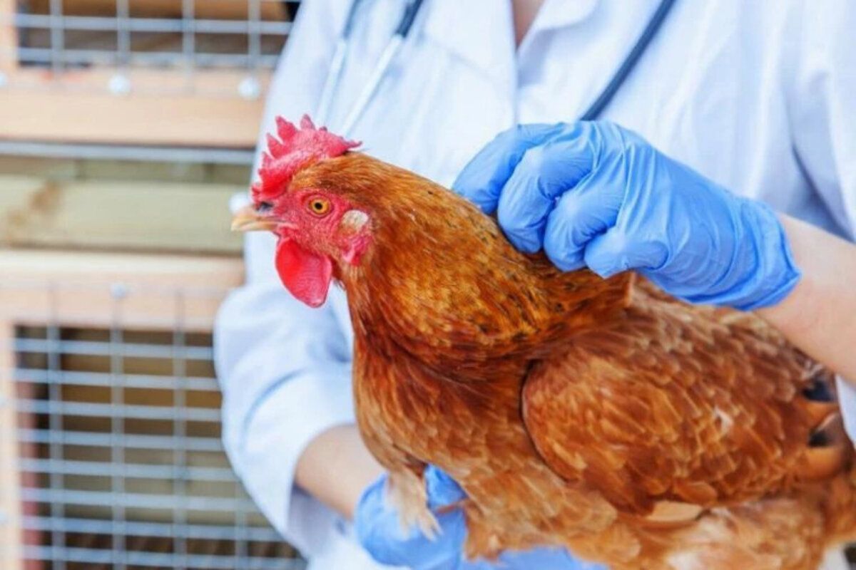 ANSA gripa aviară - agroexpert.md