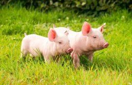 Первая помощь ослабленным поросятам при рождении: кофеин и глюкоза - agroexpert.md