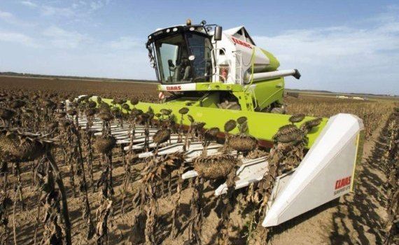 Аналитики ожидают небольшого увеличения мирового урожая подсолнечника - agroexpert.md    