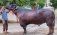 Коровник с кондиционером для самого знаменитого буйвола Индии - agroexpert.md