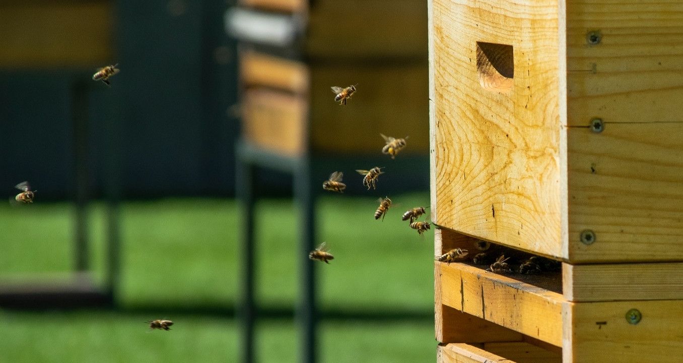 stupi apicultori România - agroexpert.md