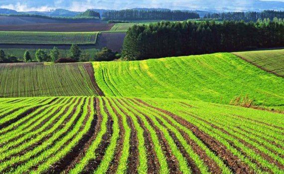 Сколько стоит гектар пахотной земли в Румынии - agroexpert.md