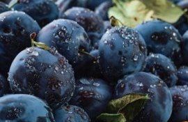 Слива | Сезон 2023/24: Начало «ренессанса» молдавского плодоводства