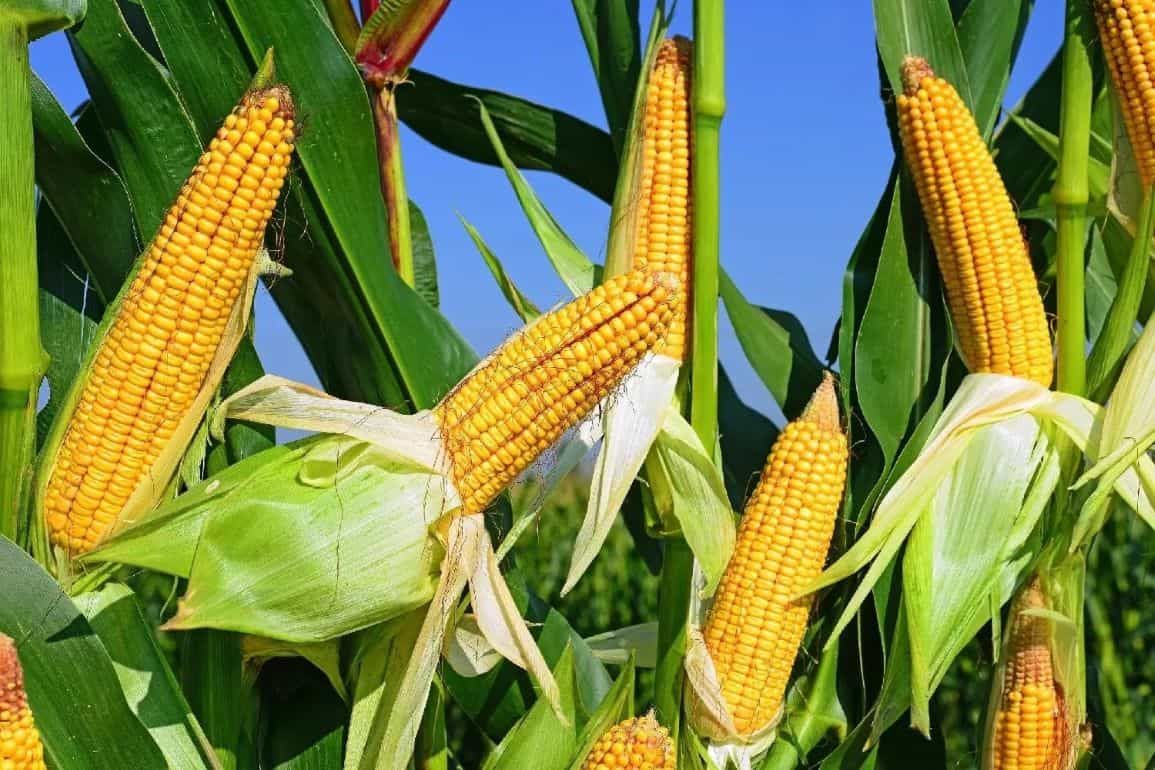 Кукуруза и вика как вариант для эколого-экономической оптимизации поля - agroexpert.md