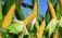Кукуруза и вика как вариант для эколого-экономической оптимизации поля - agroexpert.md