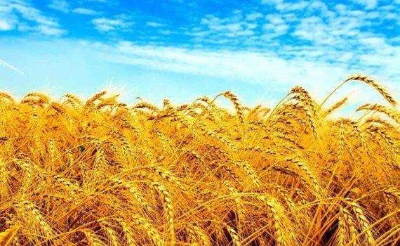 Сорт многолетней пшеницы выведен в Казахстане - agroexpert.md