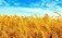 Сорт многолетней пшеницы выведен в Казахстане - agroexpert.md