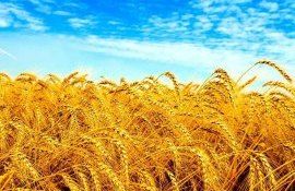 Сорт многолетней пшеницы выведен в Казахстане - agroexpert.md