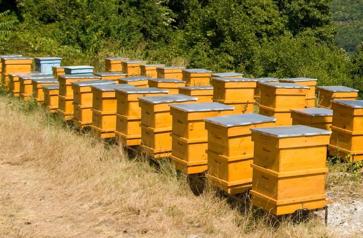Колумбийский подход к защите пчел: конфискат древесины на пчелиные приюты - agroexpert.md