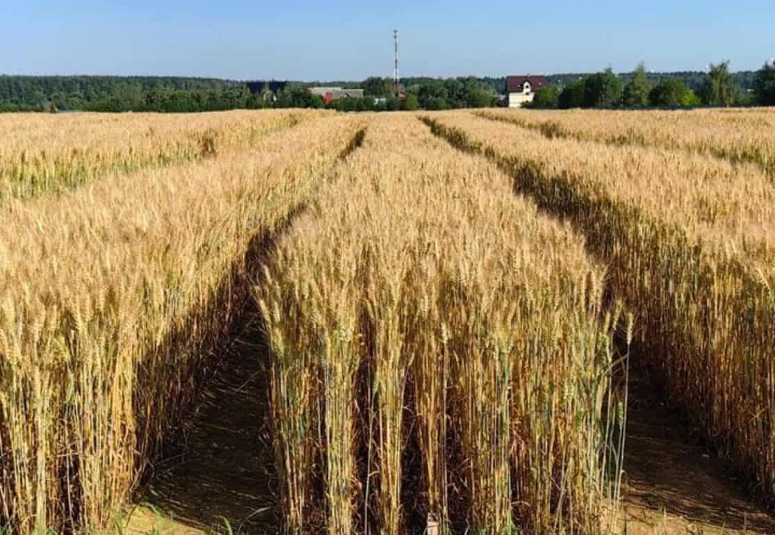 Сорт озимой пшеницы «Васильевна» от Немчиновки поставил рекорд 15,8 т/га - agroexpert.md