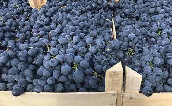 В декабре 2023 виноград в Молдове почти вдвое дороже, чем годом раньше - agroexpert.md