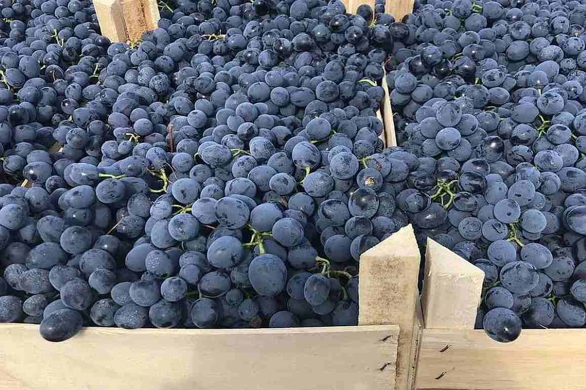 В декабре 2023 виноград в Молдове почти вдвое дороже, чем годом раньше - agroexpert.md