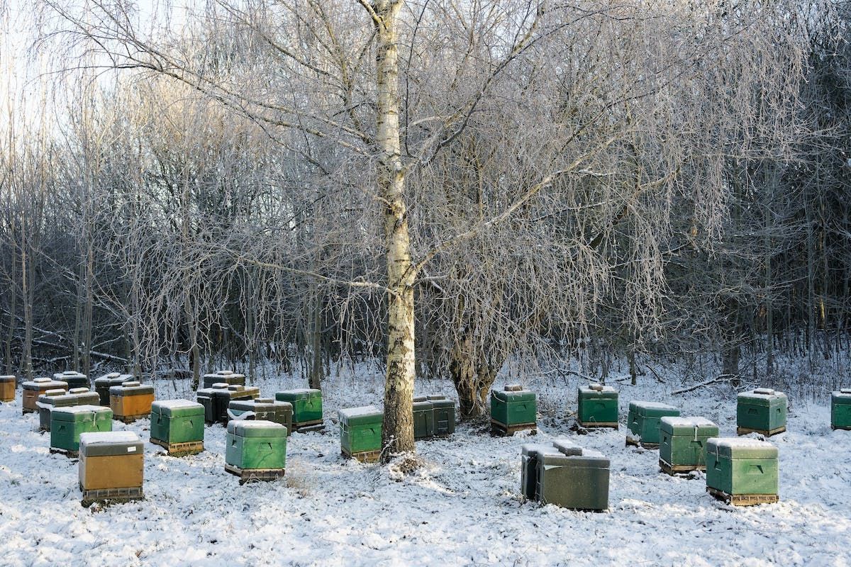 Calendarul apicultorului - agroexpert.md