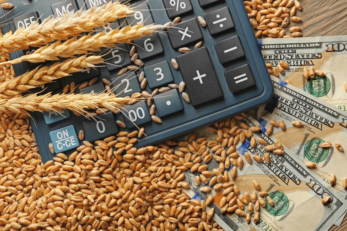 Prețul cerealelor va scădea în 2024 - agroexpert.md