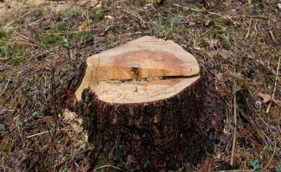 Tăieri ilegale de arbori IPM - agroexpert.md