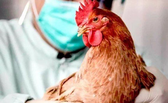 gripa aviară recomandări ANSP - agroexpert.md