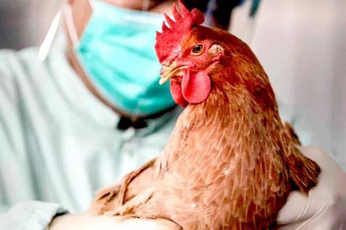 gripa aviară recomandări ANSP - agroexpert.md