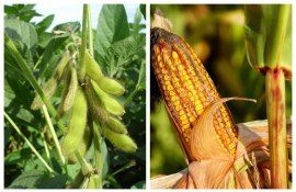 Китай осторожно продвигается к открытию рынка ГМО-кукурузы и сои - agroexpert.md