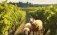 В органическом винограднике овцы чистят сорняки вместо гербицидов - agroexpert.md