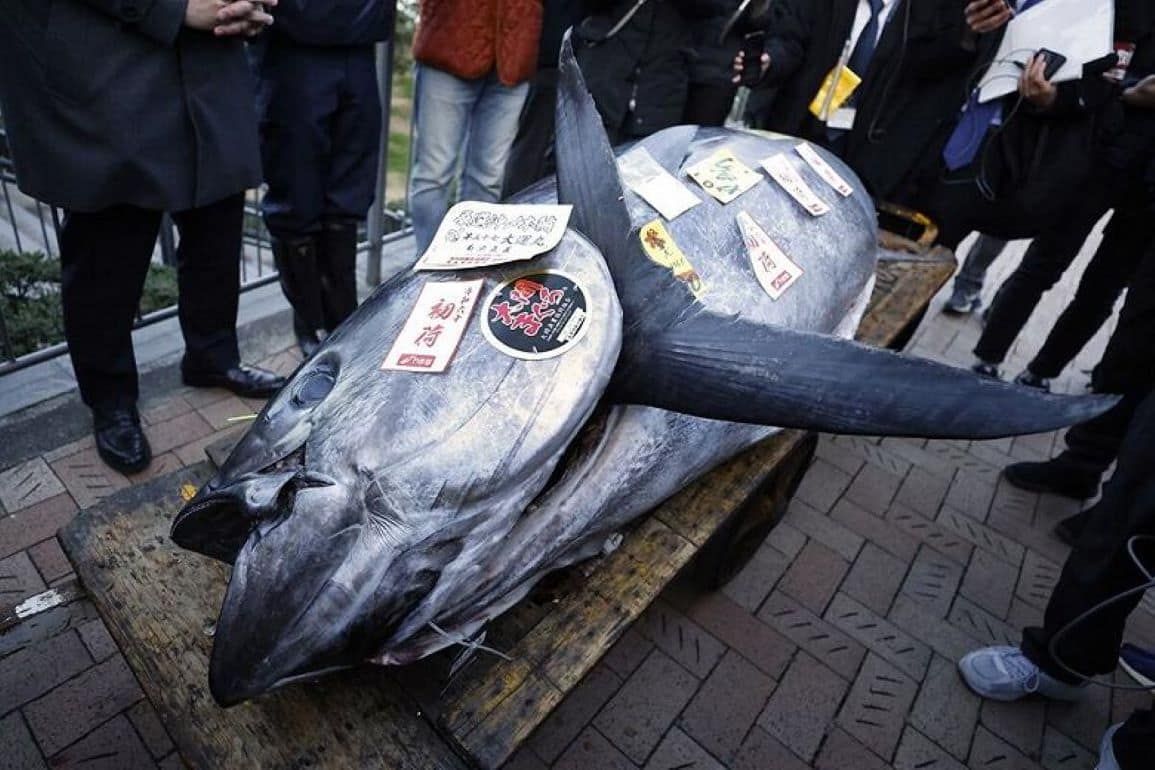 В Японии продали на аукционе тунца за более чем 788 тыс. долларов - Agroexpert.md
