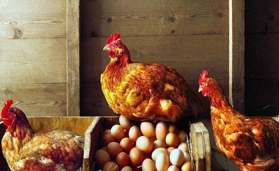 Stimularea ouatului la găini iarna - agroexpert.md