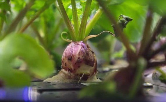 Космическая редиска: Первый урожай выращенный в космосе - agroexpert.md