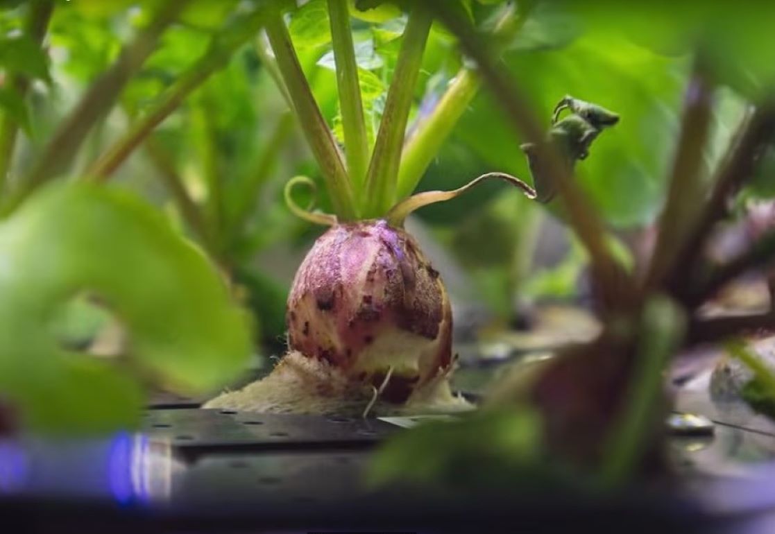 Космическая редиска: Первый урожай выращенный в космосе - agroexpert.md