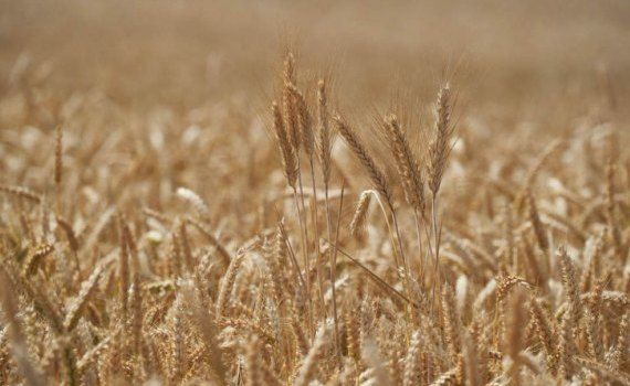 Как добиться урожайность пшеницы до 10 т/га на ранее непригодной почве - agroexpert.md