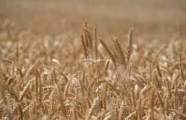 Как добиться урожайность пшеницы до 10 т/га на ранее непригодной почве - agroexpert.md