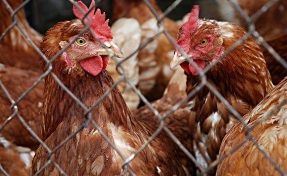gripa aviară prevenire - agroexpert.md