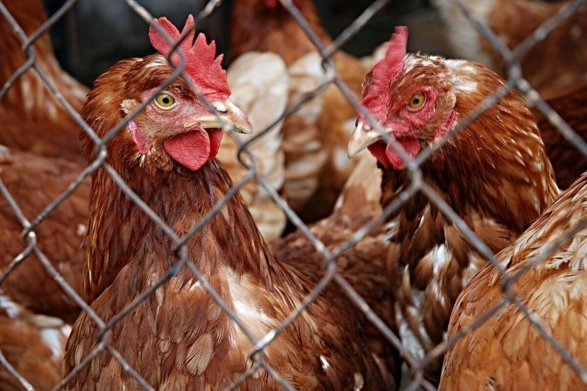 gripa aviară prevenire - agroexpert.md
