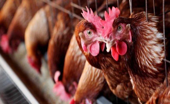 cazuri gripa aviară ANSA - agroexpert.md