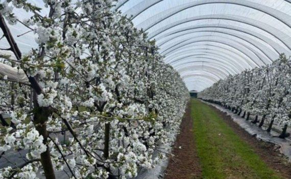 В Украине черешню будут выращивать в туннельных теплицах - agroexpert.md