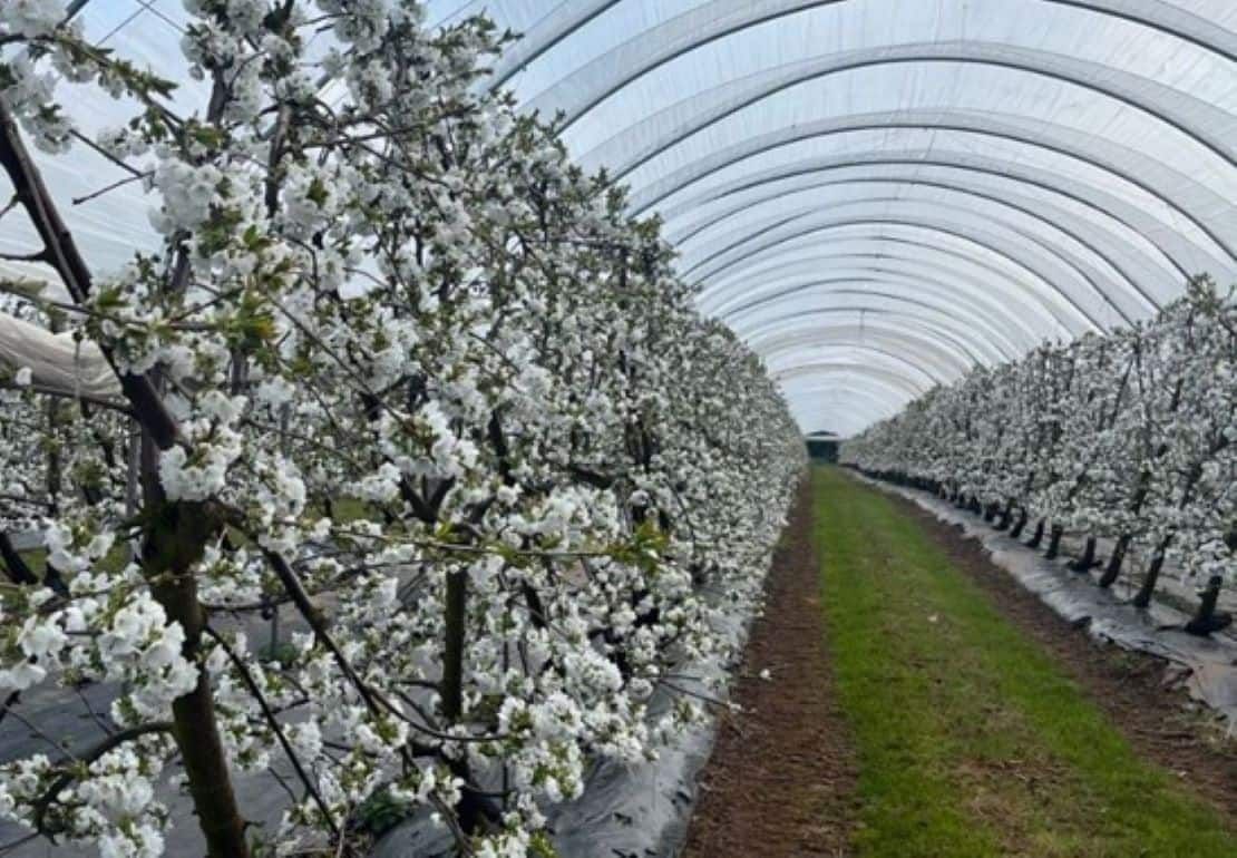 В Украине черешню будут выращивать в туннельных теплицах - agroexpert.md