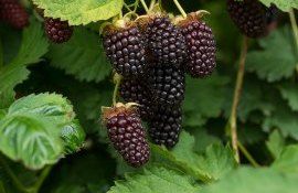 Hibridul de mur Boysenberry - agroexpert.md