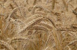 Трудный путь гибридной пшеницы из лаборатории в поле - agroexpert.md