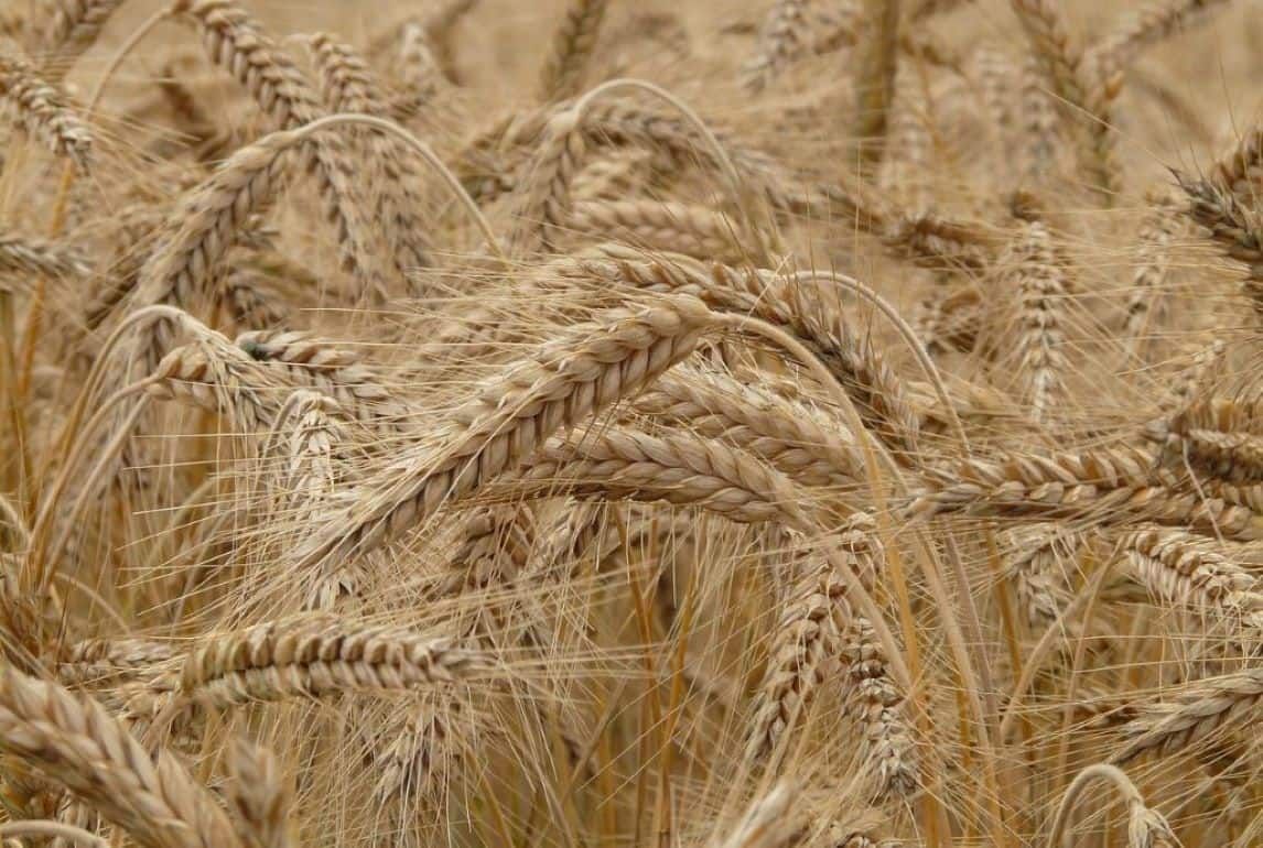 Трудный путь гибридной пшеницы из лаборатории в поле - agroexpert.md