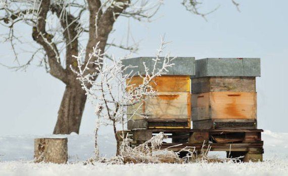 apicultură schimbări bruște de temperatură - agroexpert.md