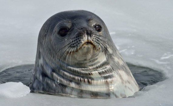Птичий грипп впервые обнаружили у тюленей в Субантарктике - agroexpert.md