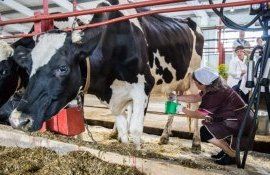 Парадокс, но нынешней зимой цены на молочное сырье в Молдове пока не растут